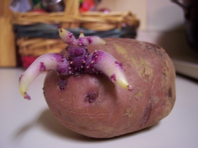 potatoe